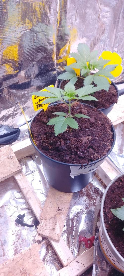 Mix indoor Grow. Week 2