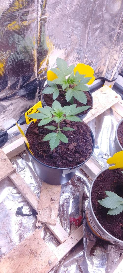 Mix indoor Grow. Week 2