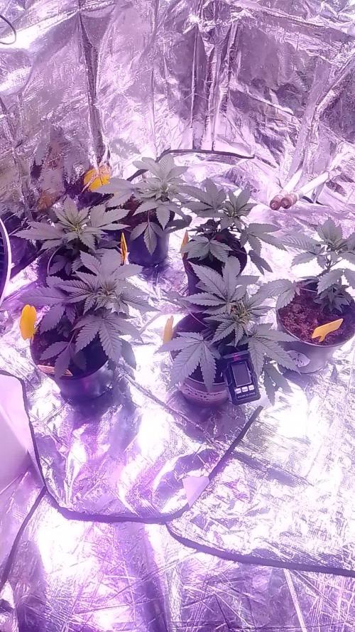Mix indoor Grow