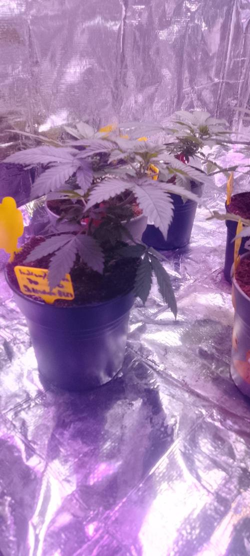 Mix indoor Grow. Week 3