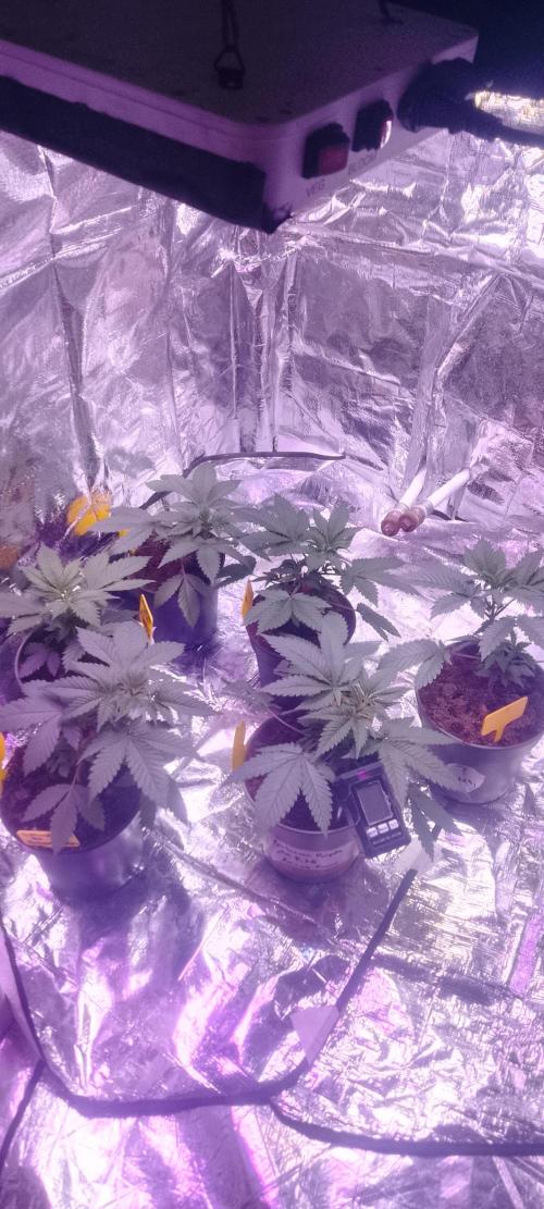 Mix indoor Grow. Week 3