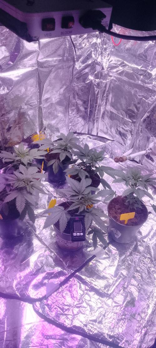 Mix indoor Grow. Week 3
