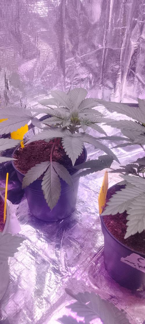 Mix indoor Grow. Week 3