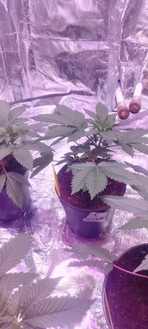 Mix indoor Grow. Week 3