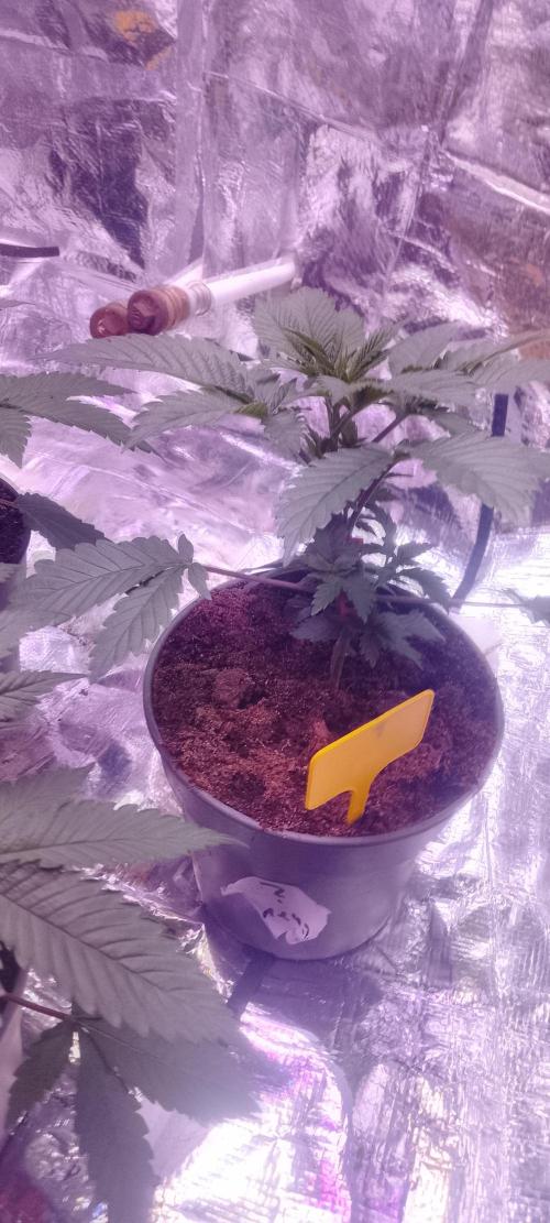 Mix indoor Grow. Week 3