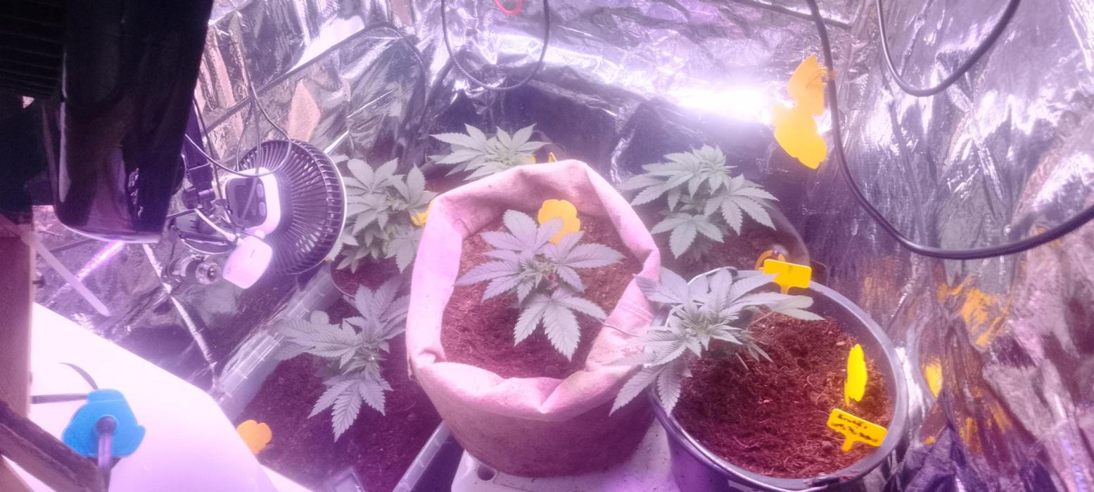 Mix indoor Grow. Week 4 - nach dem. umtopfen in 19liter-42liter Rundgefäße bis Ernte. 