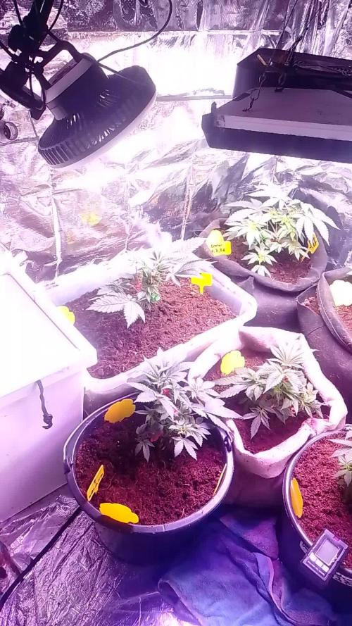 Mix indoor Grow