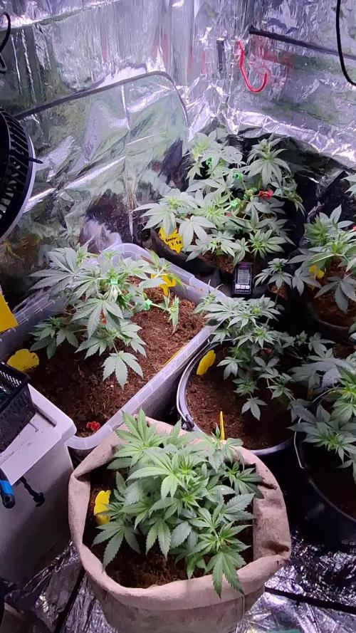 Mix indoor Grow