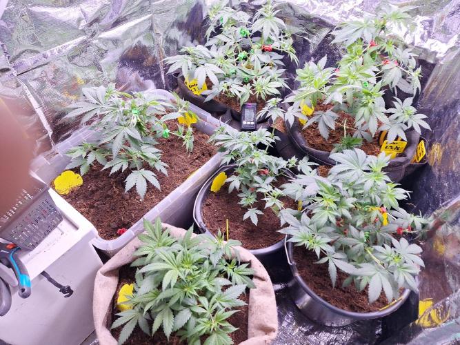 Mix indoor Grow. Week 6