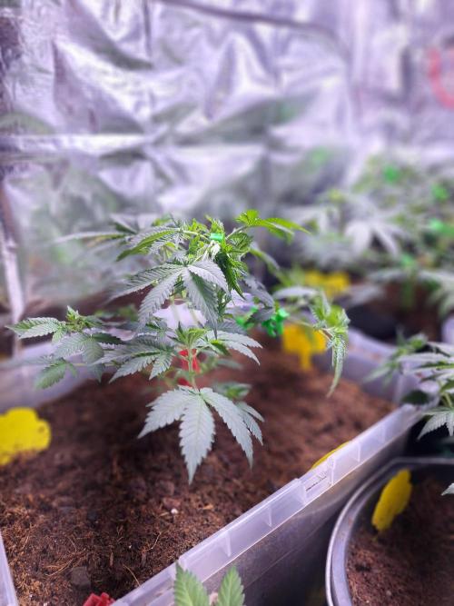 Mix indoor Grow. Week 6
