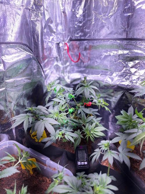 Mix indoor Grow. Week 6 - ayahuasca purple