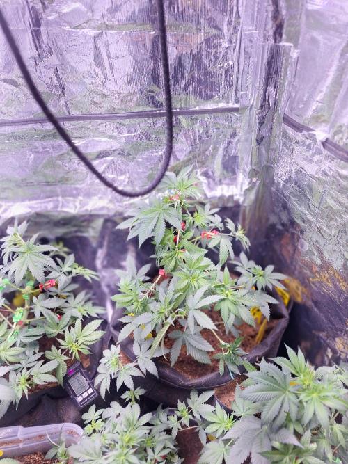 Mix indoor Grow. Week 6 - kannabia CS11