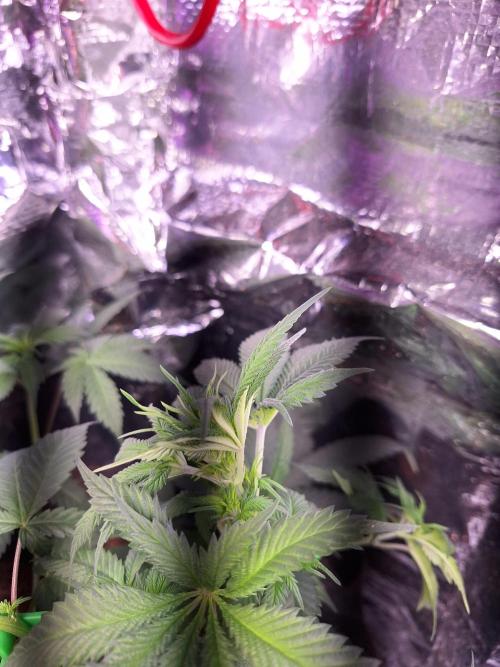 Mix indoor Grow. Week 6 - Erste Blütenstände