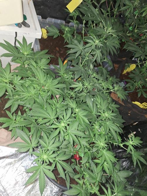 Mix indoor Grow. Week 7