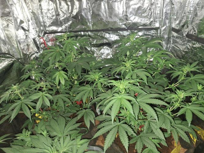 Mix indoor Grow. Week 7