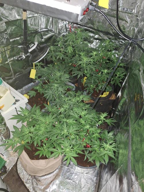 Mix indoor Grow. Week 7