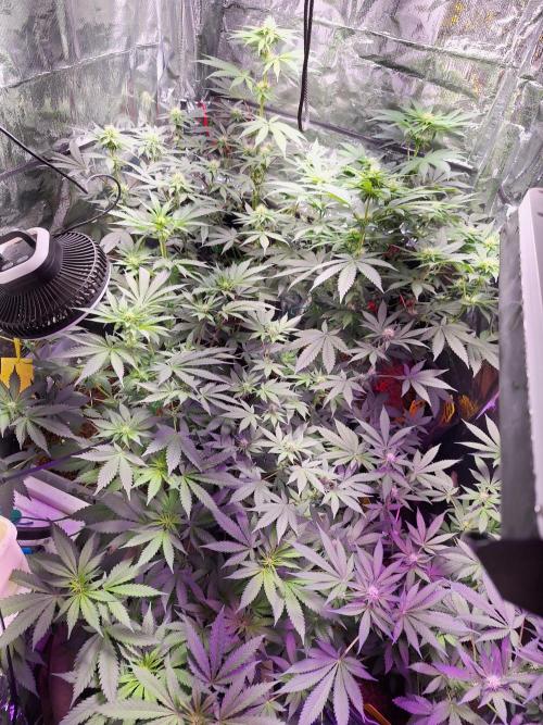 Mix indoor Grow. Week 8