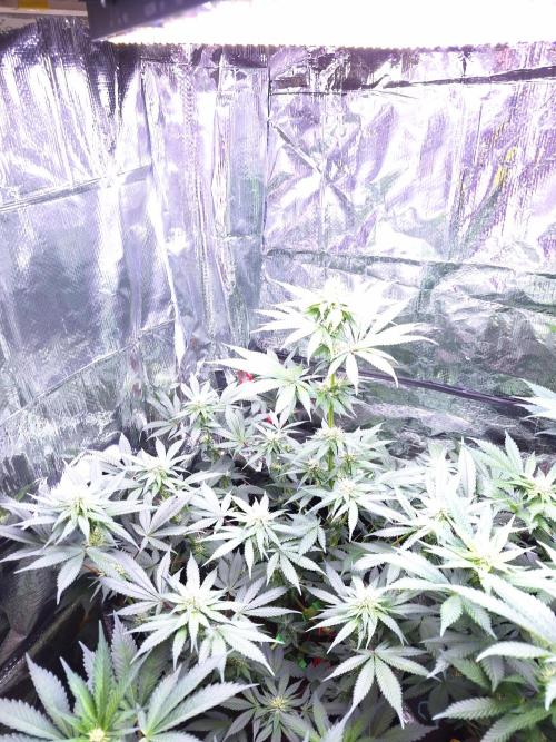 Mix indoor Grow. Week 8