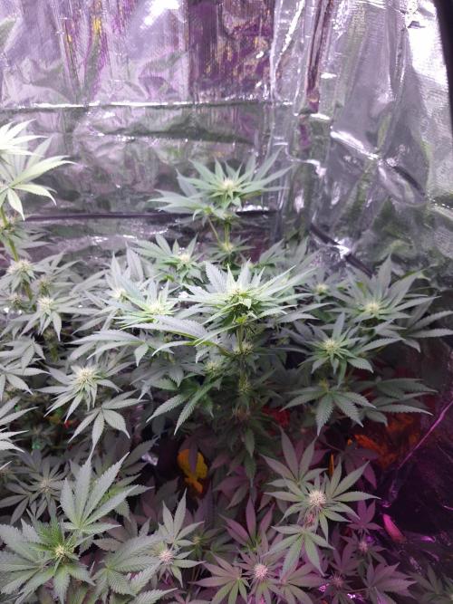 Mix indoor Grow. Week 8