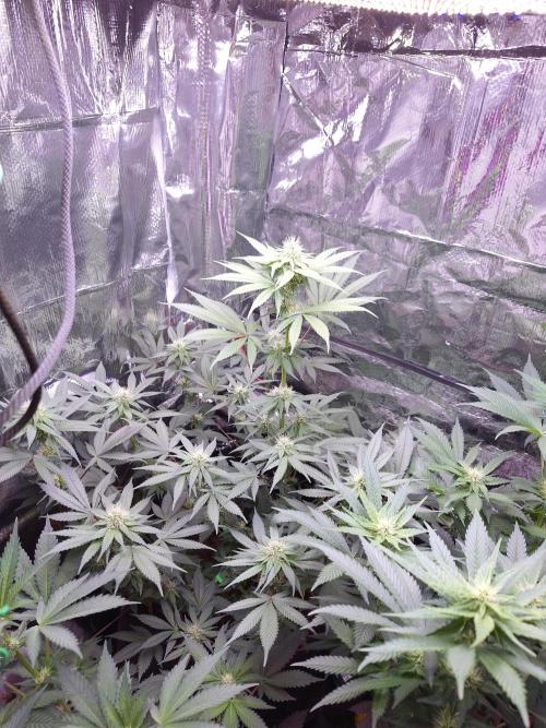 Mix indoor Grow. Week 8