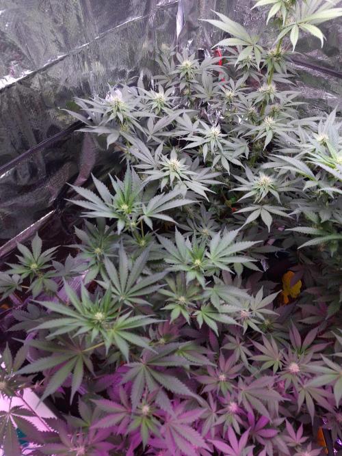 Mix indoor Grow. Week 8