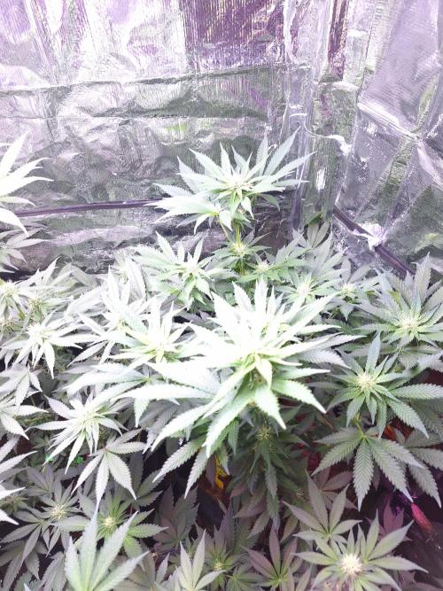 Mix indoor Grow. Week 8
