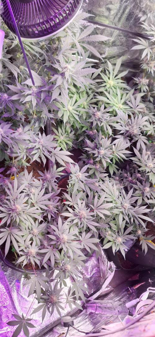 Mix indoor Grow. Week 10
