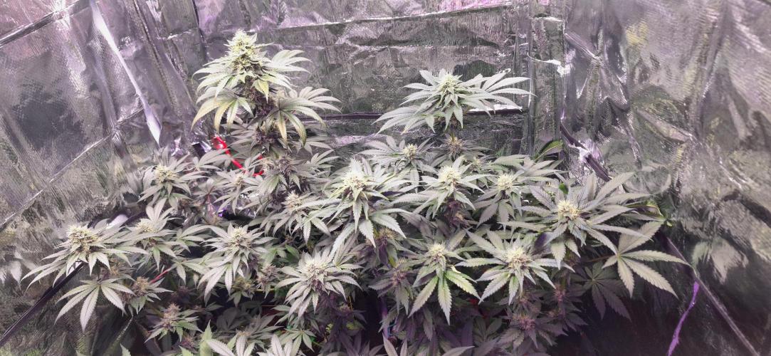 Mix indoor Grow. Week 10 - links ayahuasca purple  rechts cs 11