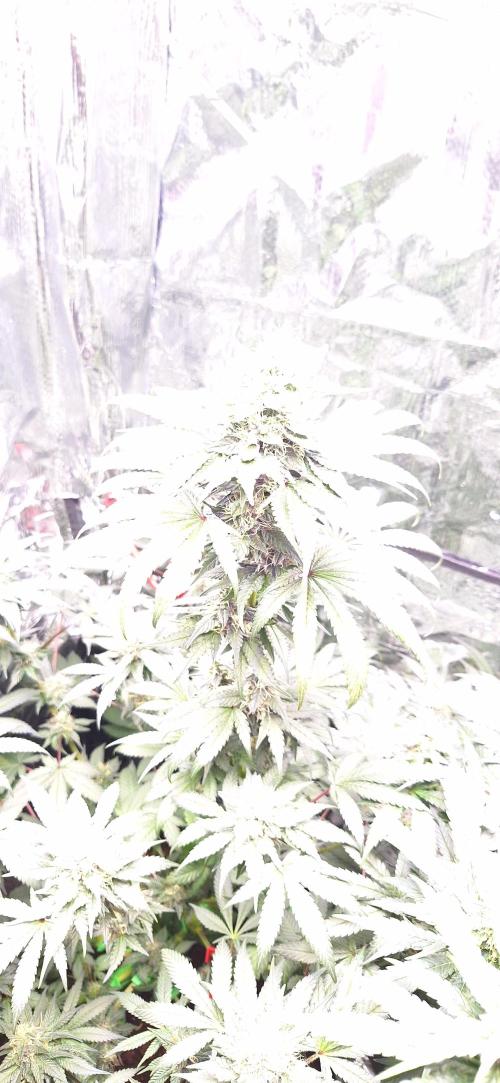 Mix indoor Grow. Week 10 - ayahuasca purple 