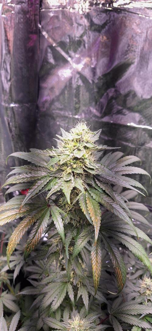 Mix indoor Grow. Week 10 - ayahuasca purple 