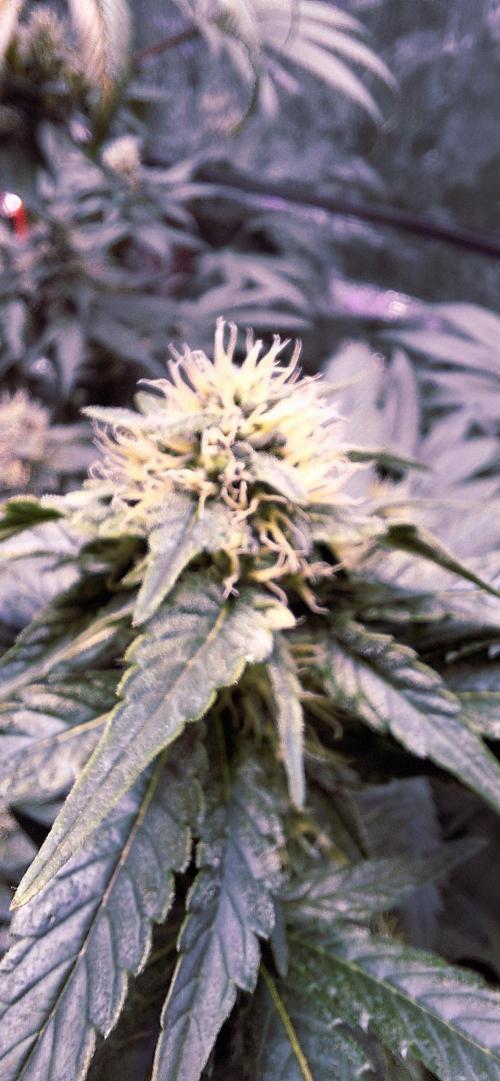 Mix indoor Grow. Week 10 - cs11