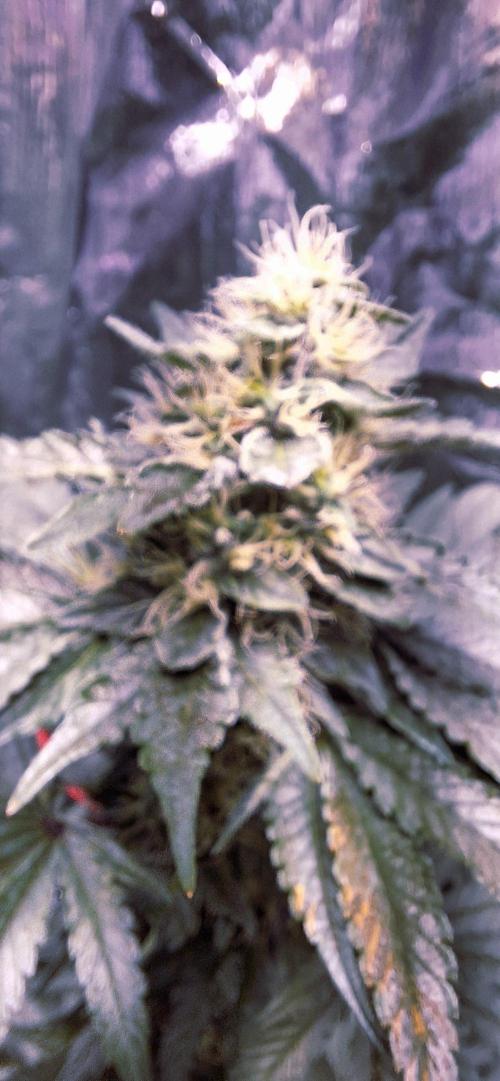 Mix indoor Grow. Week 10 - cs11