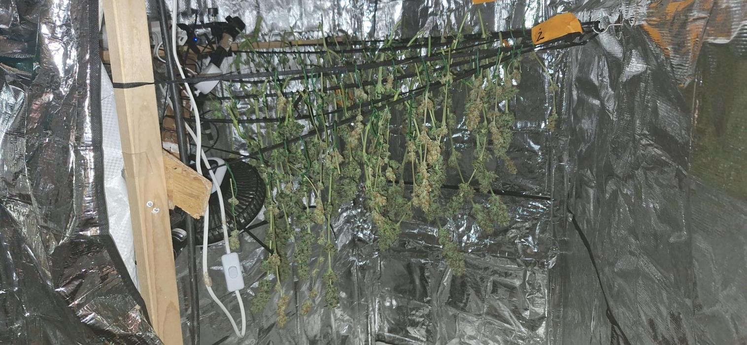 Mix indoor Grow. Week 12 - easy