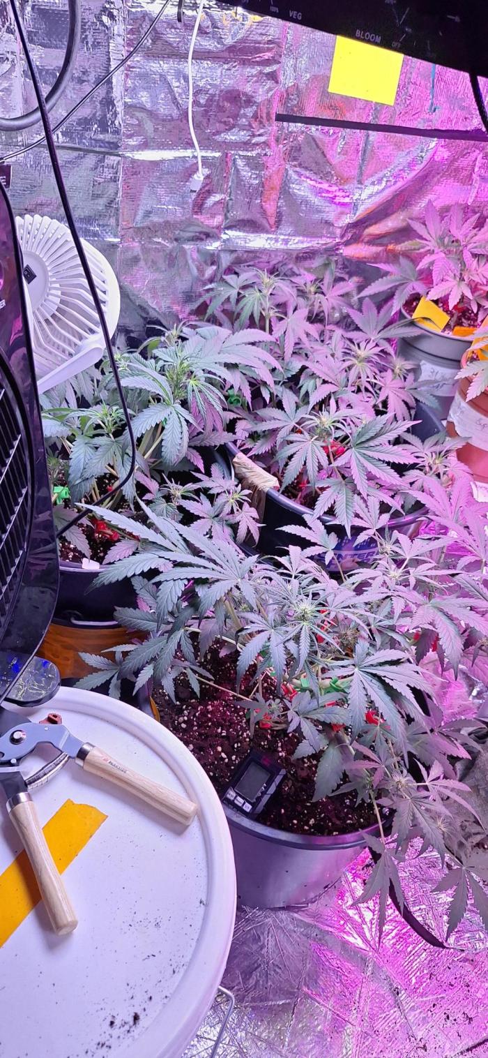 Automatic Run. Week 4