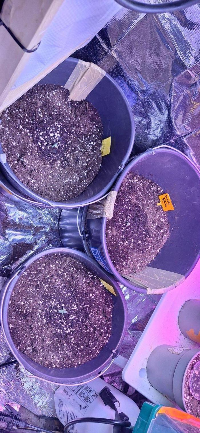 Automatic Run. Week 0 - 1x Vanilla Gelato auto Holy Hemp
2xSour Diesel Auto Holy hemp
