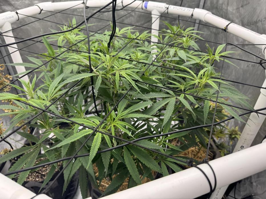 Cap Junky x 9# Hammer 4. Week 1 - Day 1 of Flower.