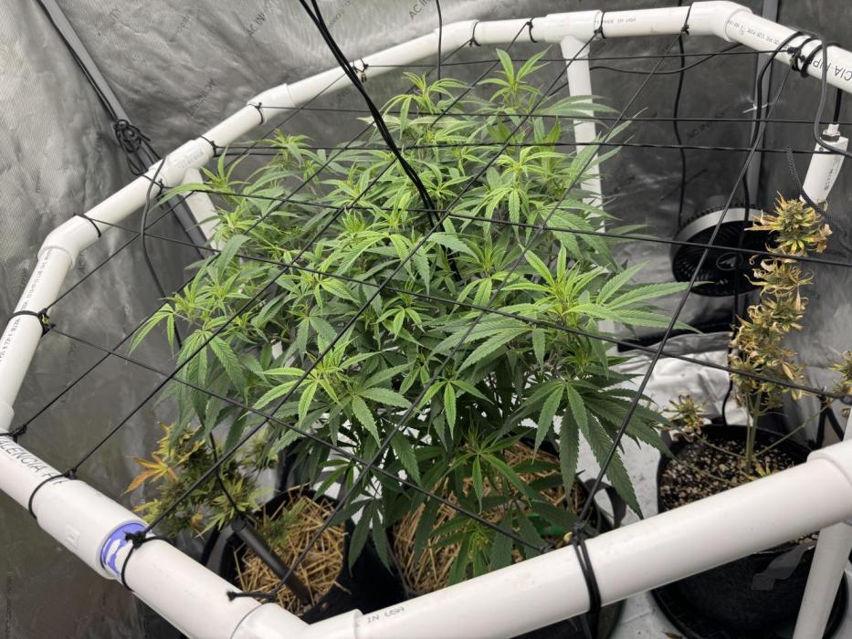 Cap Junky x 9# Hammer 4. Week 12 - Transplanted to 15 Gallon 1 week before flip to flower