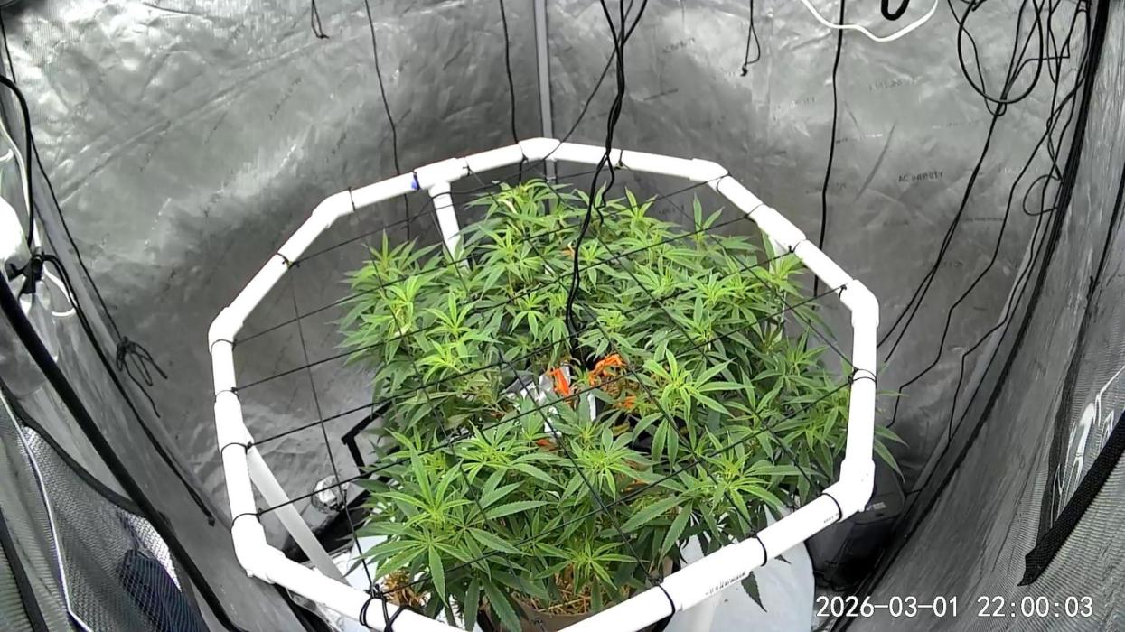 Cap Junky x 9# Hammer 4. Week 13 - Just flipped to flower. 