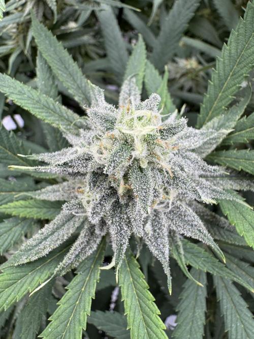 Cap Junky x 9# Hammer 4. Week 19