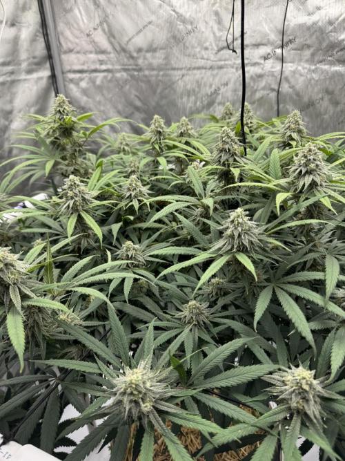 Cap Junky x 9# Hammer 4. Week 19