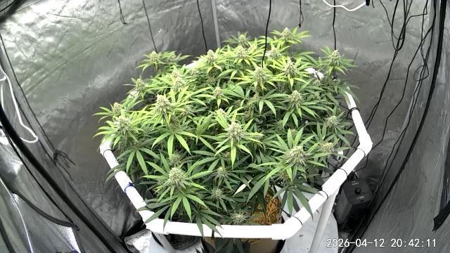 Cap Junky x 9# Hammer 4. Week 19