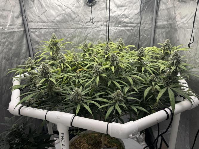 Cap Junky x 9# Hammer 4. Week 20