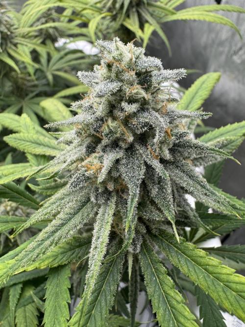 Cap Junky x 9# Hammer 4. Week 20