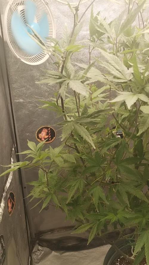 Indoor Candy Chronicles