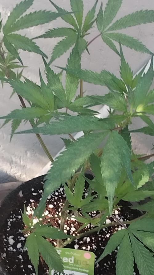 Bluecheese Breeze