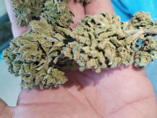 Cheesequake. Week 11