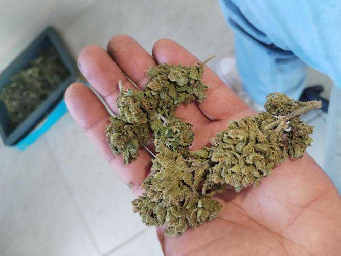 Cheesequake. Week 11