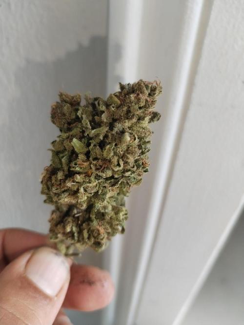 Cheesequake. Week 11