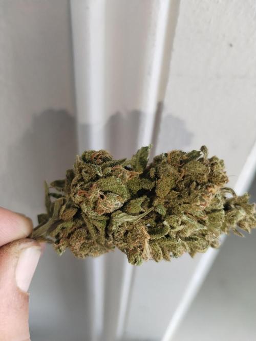 Cheesequake. Week 11