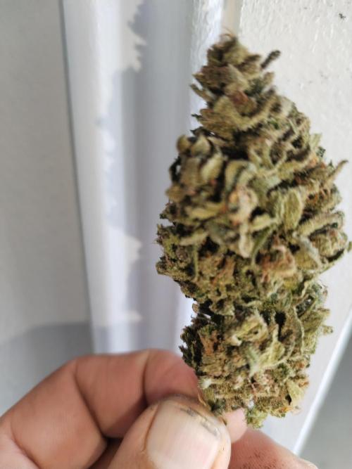 Cheesequake. Week 11